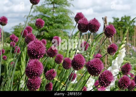 Purple Allium sphaerocephalon in Blume Stockfoto