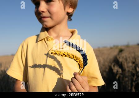 Der Junge ist unscharf und hält zwei Stacheln Weizen in den Farben Gelb und Blau der ukrainischen Flagge. Sonniger Tag, Schatten von Stacheln anstelle von ch Stockfoto