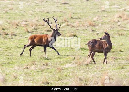 Rehe im Wentworth Park Stockfoto