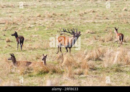 Rehe im Wentworth Park Stockfoto