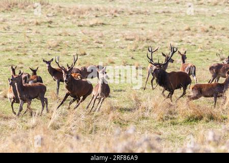 Rehe im Wentworth Park Stockfoto