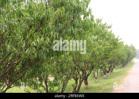 Die Gewürzpflanze Cinnamomum osmophloeum auf dem Hof für die Ernte ist eine Geldfrucht Stockfoto