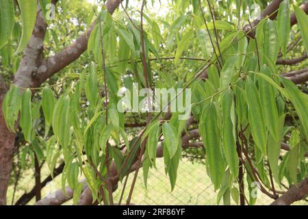 Die Gewürzpflanze Cinnamomum osmophloeum auf dem Hof für die Ernte ist eine Geldfrucht Stockfoto