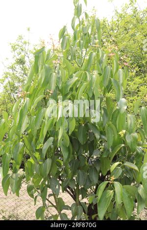 Die Gewürzpflanze Cinnamomum osmophloeum auf dem Hof für die Ernte ist eine Geldfrucht Stockfoto