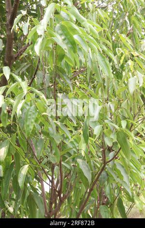 Die Gewürzpflanze Cinnamomum osmophloeum auf dem Hof für die Ernte ist eine Geldfrucht Stockfoto