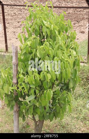 Die Gewürzpflanze Cinnamomum osmophloeum auf dem Hof für die Ernte ist eine Geldfrucht Stockfoto