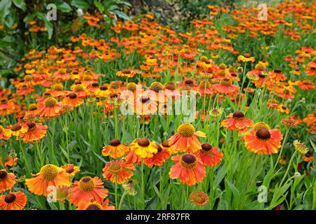 Orangenhelenium „Sahins frühe Blüte“ in Blüte. Stockfoto