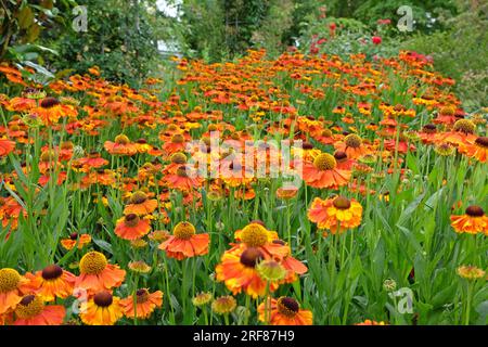 Orangenhelenium „Sahins frühe Blüte“ in Blüte. Stockfoto