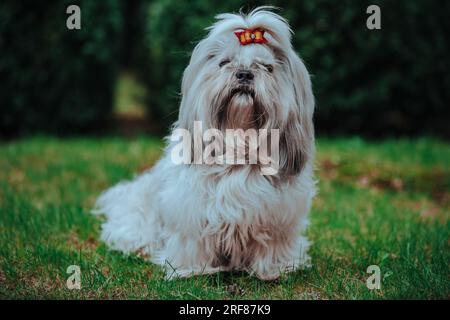 Shih Tzu-Hund, der im Garten auf Gras sitzt Stockfoto