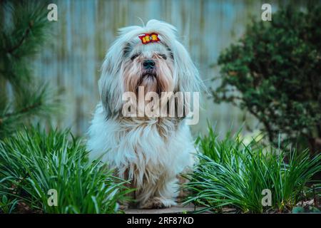 Shih Tzu-Hund, der im Garten auf Gras sitzt Stockfoto