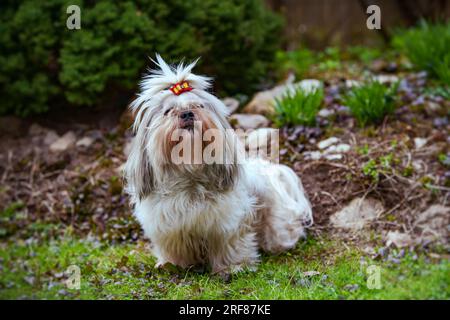 Shih Tzu-Hund, der im Garten auf Gras sitzt Stockfoto