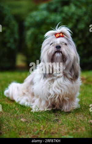 Shih Tzu-Hund, der im Garten auf Gras sitzt Stockfoto