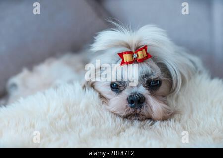 Shih Tzu Hund mit Bogen schläft auf weißem Fell in einem Bett Stockfoto