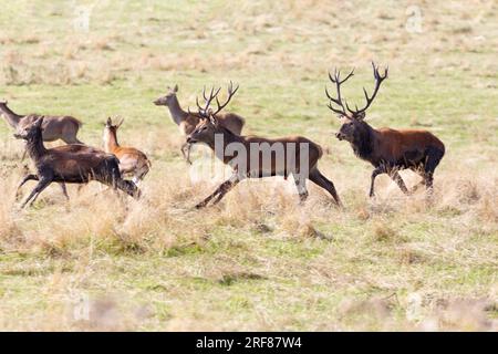 Rehe im Wentworth Park Stockfoto