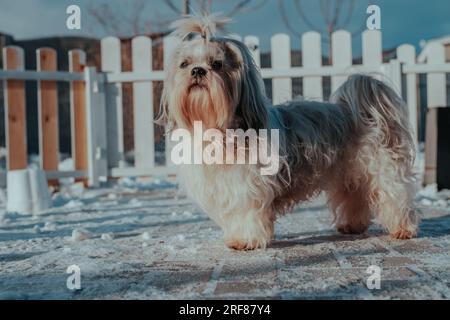 Shih Tzu-Hund steht am Zaun und bewacht die Hütte im Winter Stockfoto