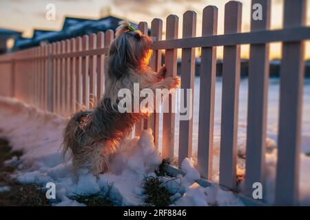 Shih Tzu-Hund steht am Zaun und bewacht die Hütte im Winter Stockfoto