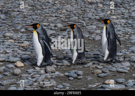 Drei King-Pinguine, die in einer Reihe an einem Strand in South Georgia spazieren Stockfoto