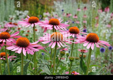 Echinacea purpurea "Rubinstern" in Blüte Stockfoto