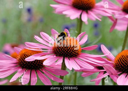 Eine weiße Hummelbiene auf Echinacea purpurea „Rubinstern“ in Blüte Stockfoto