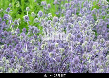 Eryngium Planum „Blauer Glitzer“ in Blume. Stockfoto