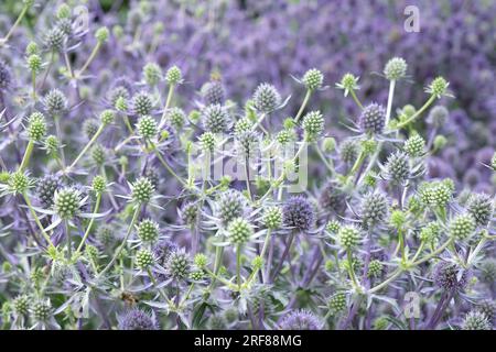 Eryngium Planum „Blauer Glitzer“ in Blume. Stockfoto