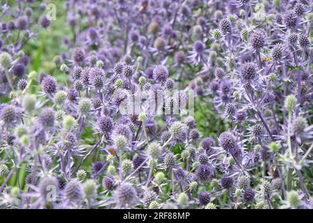 Eryngium Planum „Blauer Glitzer“ in Blume. Stockfoto