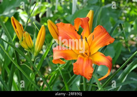 Hemerocallis "Primal Scream" in Blume. Stockfoto