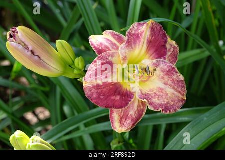 Hemerocallis "Gamma-Quadrant" in Blume. Stockfoto