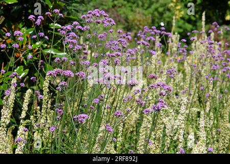Lilafarbenes Eisenkraut in Blüte. Stockfoto
