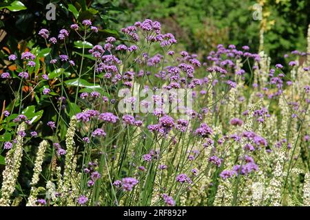 Lilafarbenes Eisenkraut in Blüte. Stockfoto