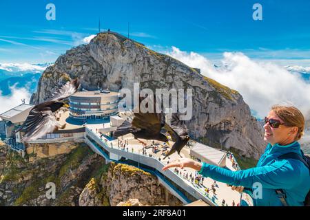 Eine Frau füttert alpine Choughs, die echten Bewohner des Pilatus in der Nähe des Oberhaupt-Gipfels. Hinten ist die Bergstation mit dem Hotel... Stockfoto