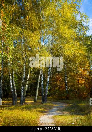 Die Sonnenstrahlen scheinen durch die Bäume auf eine leere Straße in einem Birkenwald. Stockfoto