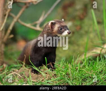 Wilden Europäischen Iltis Stockfoto