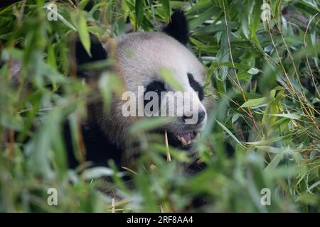 Berlin, Deutschland. 01. Aug. 2023. Ein Pandabär isst Bambus. Der Berliner Zoo ist der einzige Zoo in Deutschland mit Pandabären. Kredit: Hannes P. Albert/dpa/Alamy Live News Stockfoto