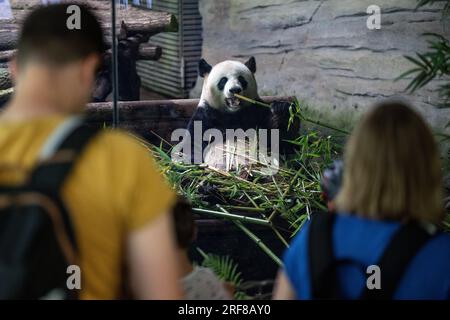 Berlin, Deutschland. 01. Aug. 2023. Ein Pandabär isst Bambus. Der Berliner Zoo ist der einzige Zoo in Deutschland mit Pandabären. Kredit: Hannes P. Albert/dpa/Alamy Live News Stockfoto