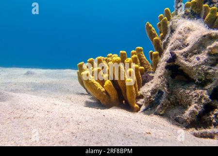 Gelber Tubenschwamm - Aplysina aerophoba, Unterwasserbild im Mittelmeer Stockfoto