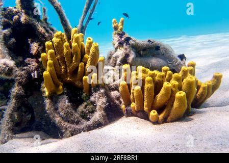 Gelber Tubenschwamm - Aplysina aerophoba, Unterwasserbild im Mittelmeer Stockfoto