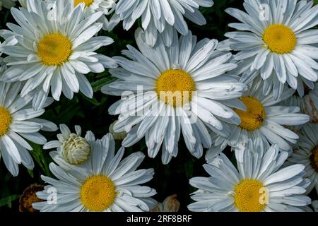 Blick auf die Gipfel der blühenden weißen Gänseblümchen mit gelben Zentren, Nahaufnahme im Sommer Stockfoto