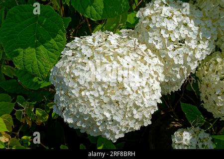 Nahaufnahme weißer, winziger Blumensträuße in Schneeballform große Blütenhortenpflanze mit Laub an einem sonnigen Tag im Großen und Ganzen Stockfoto