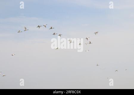 Möwen fliegen am Himmel zum Angeln in der Nähe des Sees Stockfoto