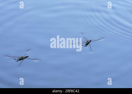 Wasserläufer (Gerridae-Arten) auf der Seenoberfläche, Nahaufnahme. Stockfoto