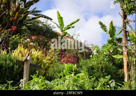 Wunderschöner tropischer Garten auf einer kleinen Insel mit Seehunyonie in Uganda Stockfoto