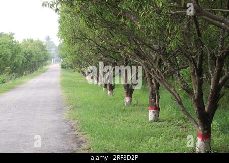 Die Gewürzpflanze Cinnamomum osmophloeum auf dem Hof für die Ernte ist eine Geldfrucht Stockfoto