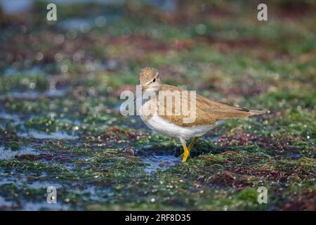 Ein gewöhnlicher Sandpiper, der in der Nähe des Wassers auf der Suche nach Essen ist, sonniger Tag im Frühling in der Camargue (Provence, Frankreich) Stockfoto