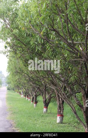 Die Gewürzpflanze Cinnamomum osmophloeum auf dem Hof für die Ernte ist eine Geldfrucht Stockfoto