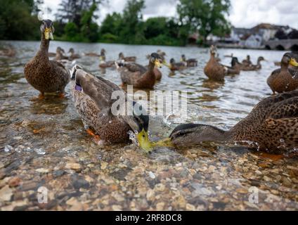 Stockenten im flachen Wasser am Ufer des Flusses Avon, Fordingbridge, Hampshire, New Forest, Großbritannien im Juli Stockfoto