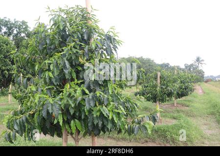 Kaffeebaumpflanze auf dem Bauernhof für die Ernte ist Barernte Stockfoto