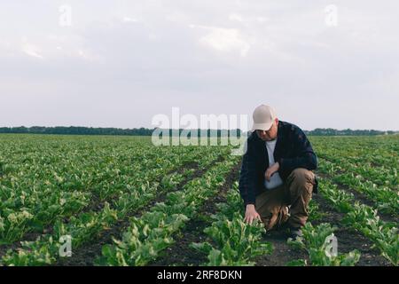 Ein Landwirt auf einem Zuckerrübenfeld kontrolliert die Ernte und das Vorhandensein von Unkraut. Landwirtschaftskonzept bei Sonnenuntergang und Wolken. Messungen unter Feldbedingungen Stockfoto