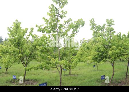 Der Asimina-Triloba-Baum, der auch als Klaue auf dem Bauernhof zum Verkauf bezeichnet wird, ist eine Barpflanze Stockfoto