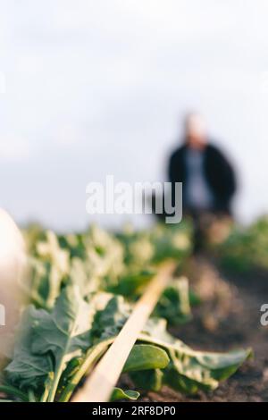 Ein Landwirt auf einem Zuckerrübenfeld kontrolliert die Ernte und das Vorhandensein von Unkraut. Landwirtschaftskonzept bei Sonnenuntergang und Wolken. Messungen unter Feldbedingungen Stockfoto